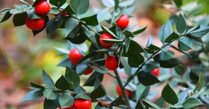 Listnatec pichlavý (Ruscus aculeatus) Listnatec pichlavý (Ruscus aculeatus)