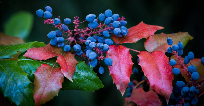 Mahonie cesmínolistá (Mahonia aquifolium)