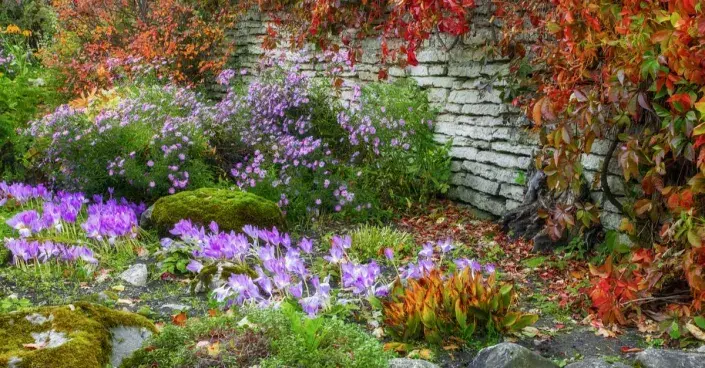Rozkvetlá podzimní zahrada Rozkvetlá podzimní zahrada