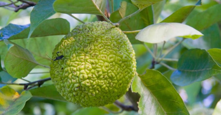Plod maklury oranžové