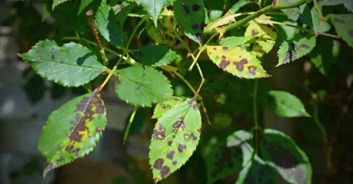 Černá skvrnitost růží Černá skvrnitost růží