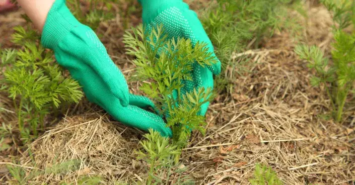 Mulčovaná mrkev Mulčovaná mrkev