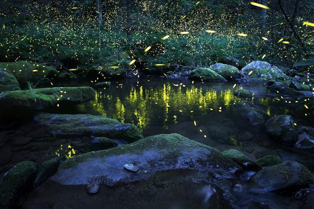 Světlušky u vody