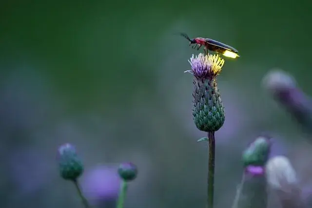 Světluška na pcháči