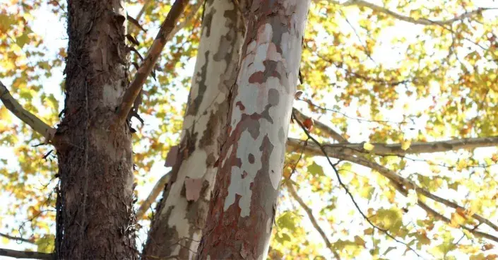 Kůra platanu Kůra platanu