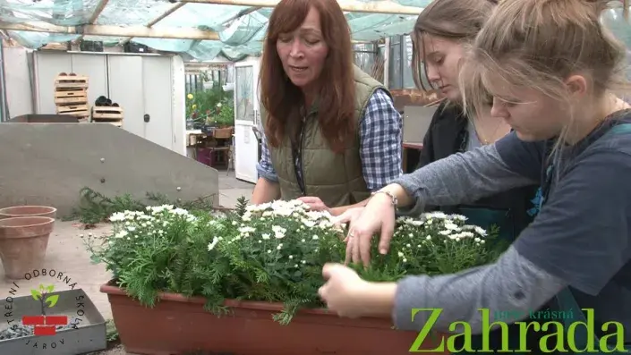 Osazování truhlíku Osazování truhlíku