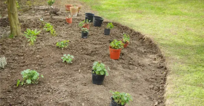 Rozmístění rostlin na ploše Rozmístění rostlin na ploše