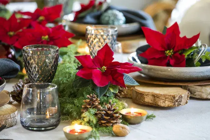 Vánoční hvězda (Poinsettia)