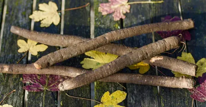 Černý kořen (Scorzonera hispanica) Černý kořen (Scorzonera hispanica)