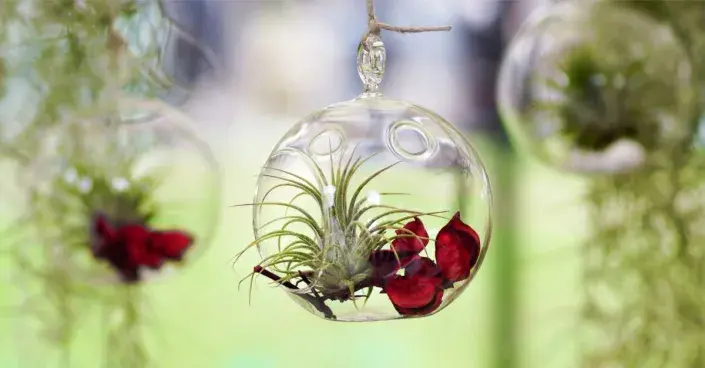 Tilandsie v aeráriu