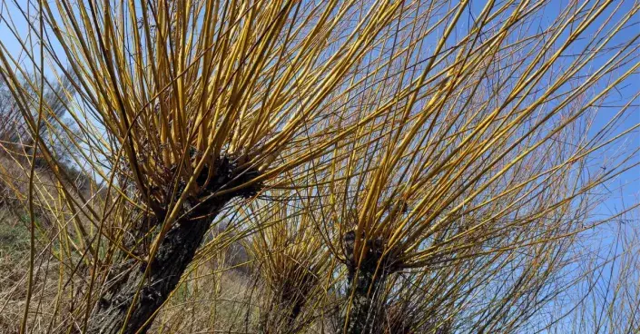 Vrby obrostlé dlouhými pruty Vrby obrostlé dlouhými pruty