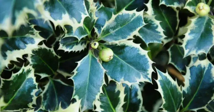 Cesmína s panašovanými listy a žlutými plody Cesmína s panašovanými listy a žlutými plody