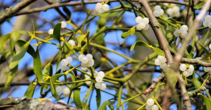 Jmelí bílé Jmelí bílé