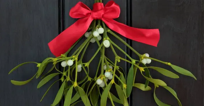 Jmelí bílé (Viscum album) ozdobené mašlí Jmelí bílé (Viscum album) ozdobené mašlí