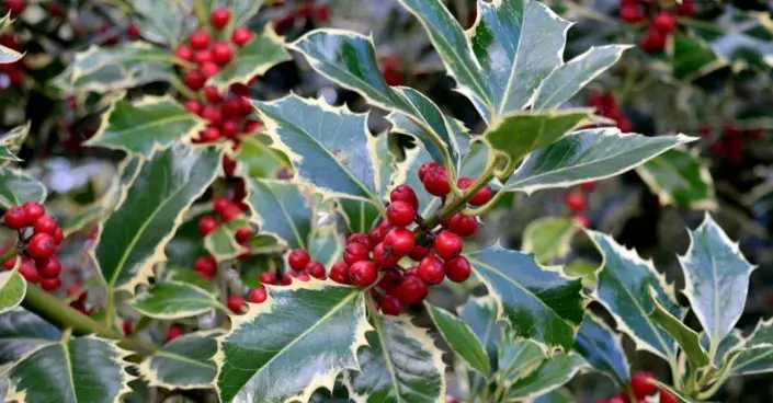 Cesmína s panašovanými listy a červenými plody Cesmína s panašovanými listy a červenými plody