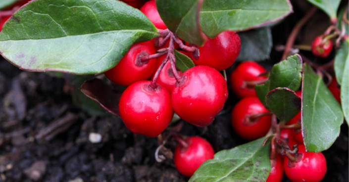 Libavka polehlá (Gaultheria procumbens)