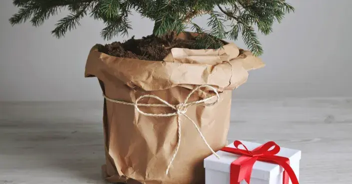 Vánoční stromek v květináči