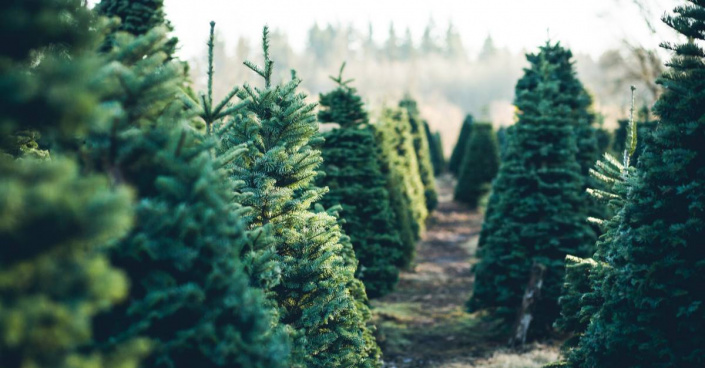 Plantáž vánočních stromků