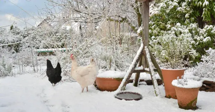 Zasněžená zahrada Zasněžená zahrada