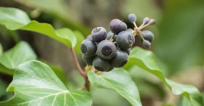 Plody břečťanu Plody břečťanu