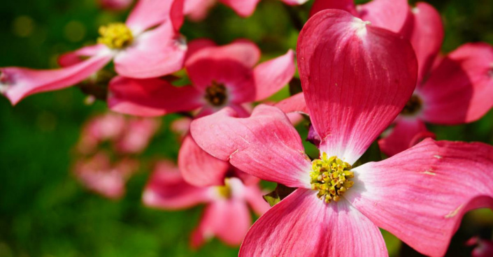 Dřín květnatý (Cornus florida)