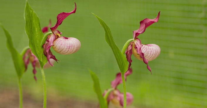 Cypripedium, kultivar 'Gisela'