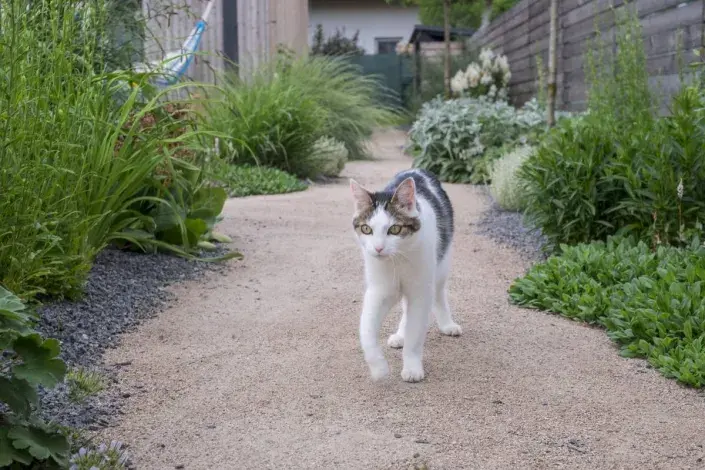 Kočka na cestě Kočka na cestě