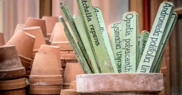 Jmenovky rostlin Jmenovky rostlin