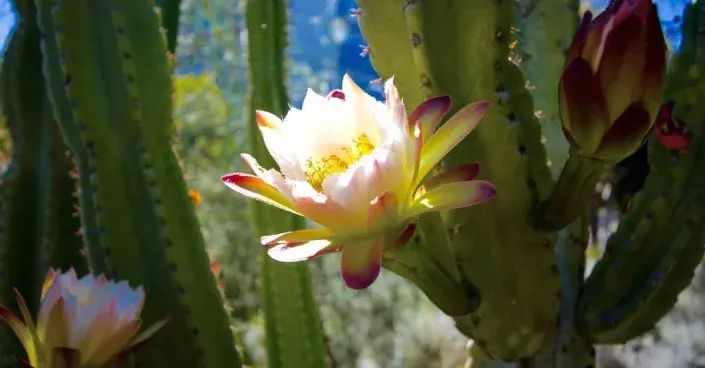 Cereus Cereus