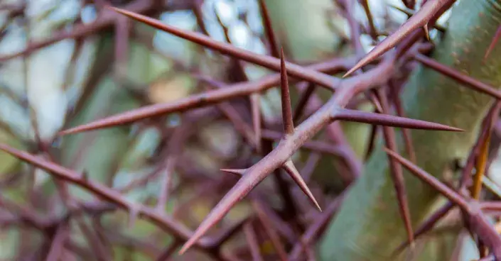 Dřezovec trojtrnný (Gleditsia triacanthos) Dřezovec trojtrnný (Gleditsia triacanthos)