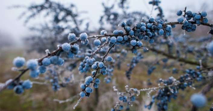 Trnka obecná (Prunus spinosa)