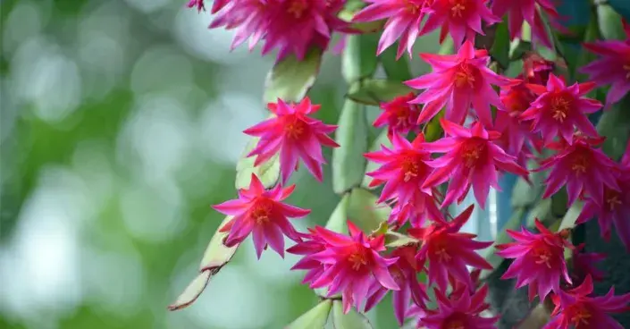 Velikonoční kaktus (Hatiora) Velikonoční kaktus (Hatiora)