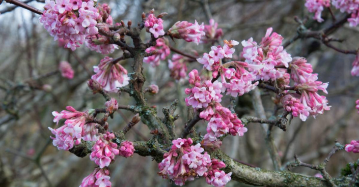 Kalina bodnantská (Viburnum x bodnantense)