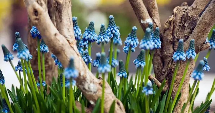 Kvetoucí modřence Kvetoucí modřence