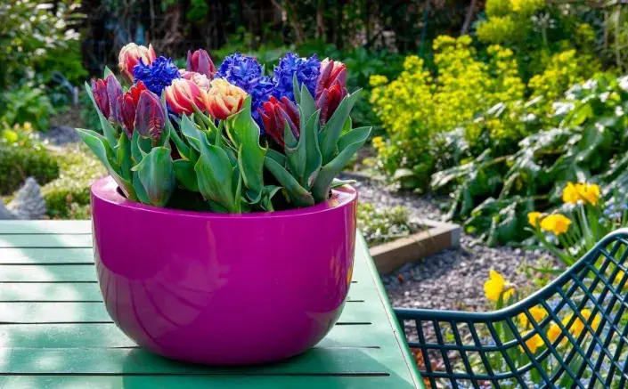 Tulipány v květináči Tulipány v květináči