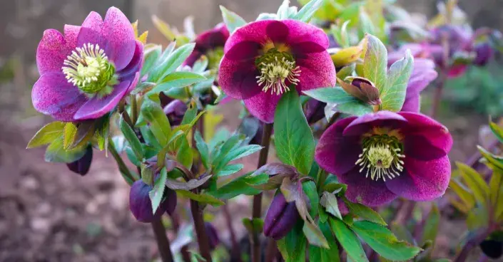 Čemeřice (Helleborus)