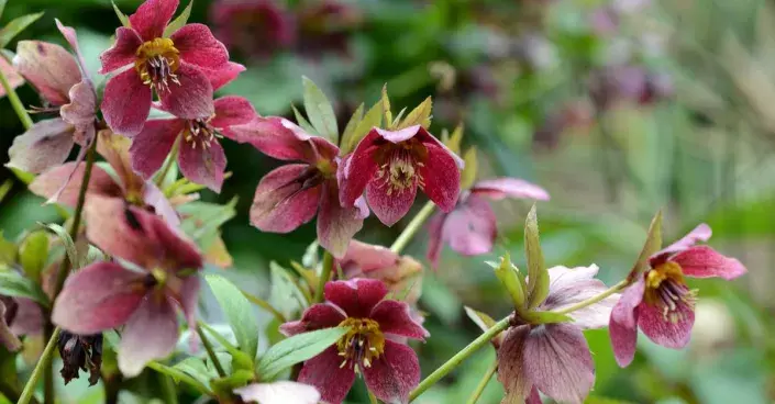 Čemeřice (Helleborus)