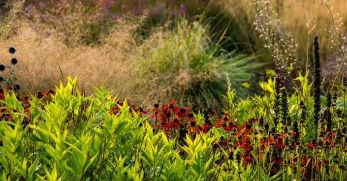 Suchomilné trvalky Suchomilné trvalky