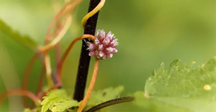 Kokotice evropská (Cuscuta europaea) Kokotice evropská (Cuscuta europaea)
