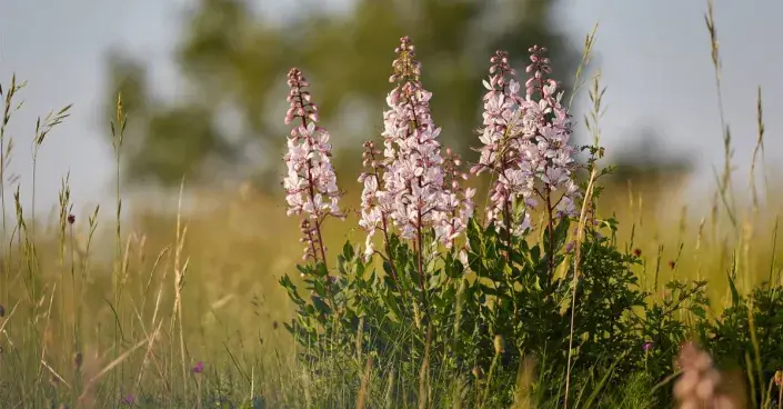 Třemdava bílá Třemdava bílá