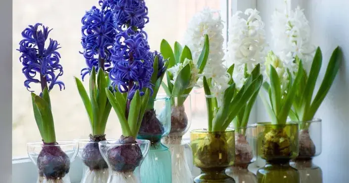 Rychlené hyacinty Rychlené hyacinty