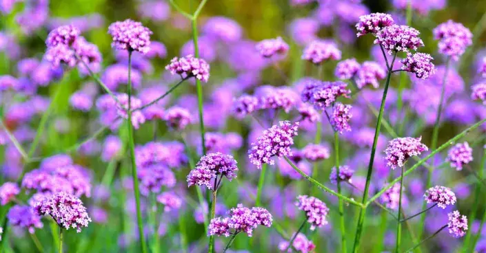 Sporýš argentinský