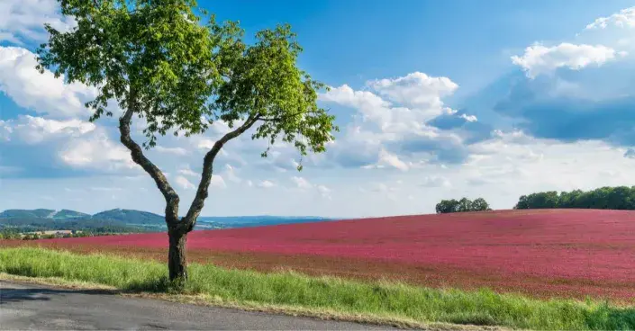 Pole jetele nachového Pole jetele nachového