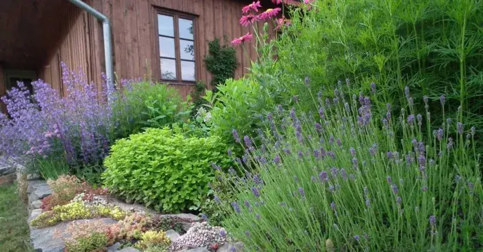 Suchá zídka Suchá zídka