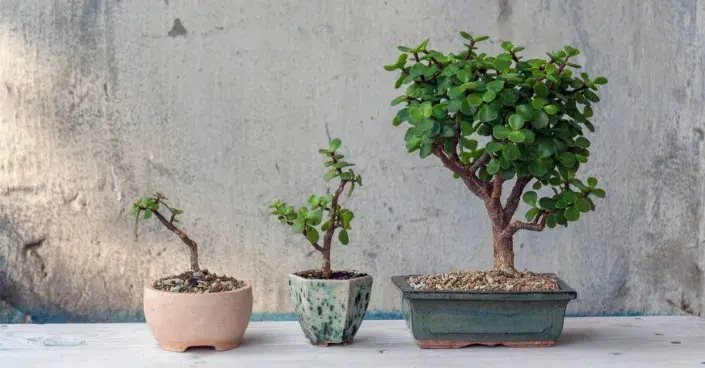 Portulakárie africká