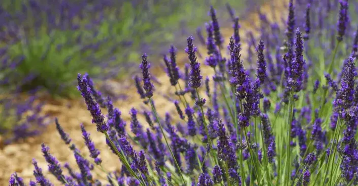 Záhon levandulí Záhon levandulí