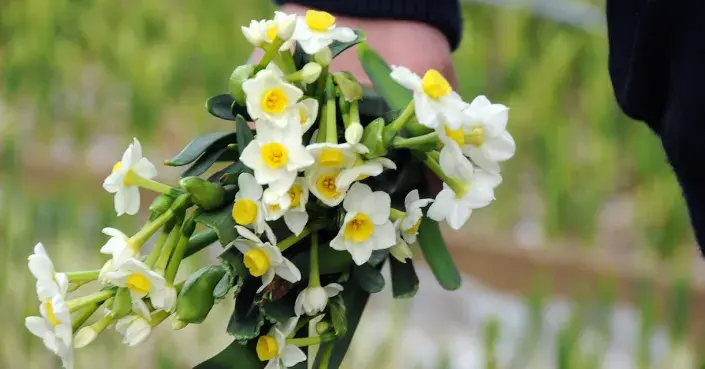 Narcis 'Avalanche' Narcis 'Avalanche'