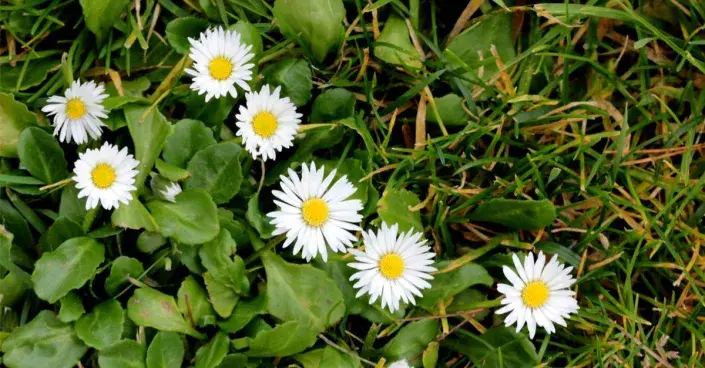 Sedmikráska chudobka (Bellis perennis)