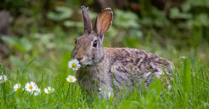 Králík okusující sedmikrásku