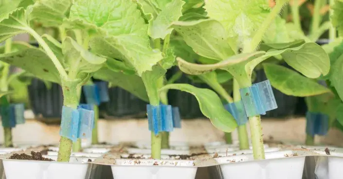 Roubované okurky Roubované okurky